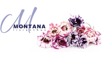 Montana Lisianthus-Kwekerij-Poeldijk - Techno Mondo elektro, beveiliging, ICT.jpg